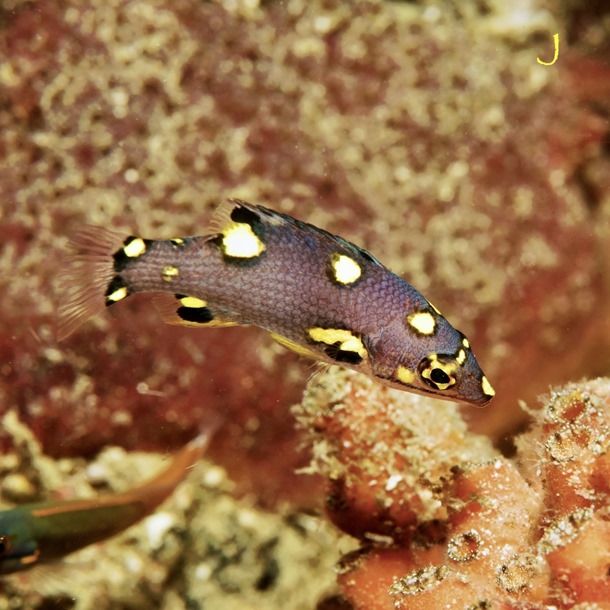 Coral Hogfish