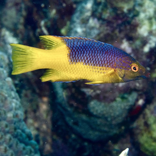 Spanish Hogfish