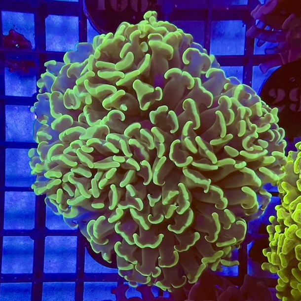 Green Hammer Coral