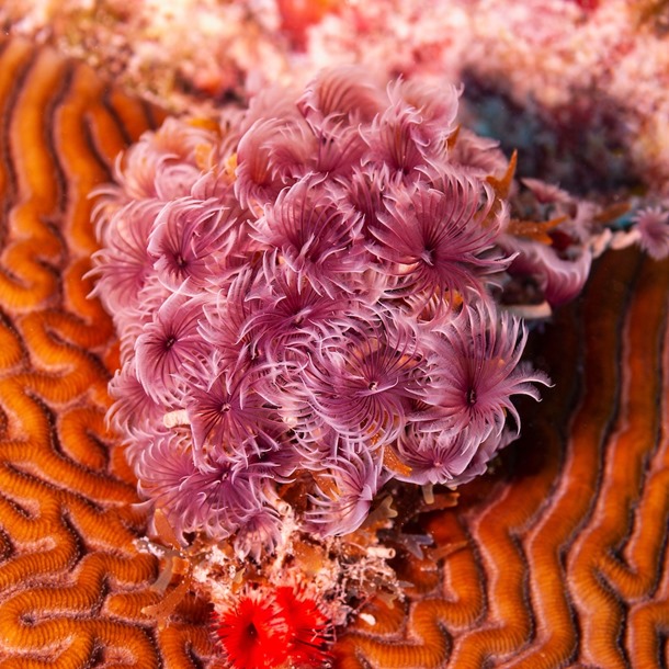 Feather Worm Cluster 