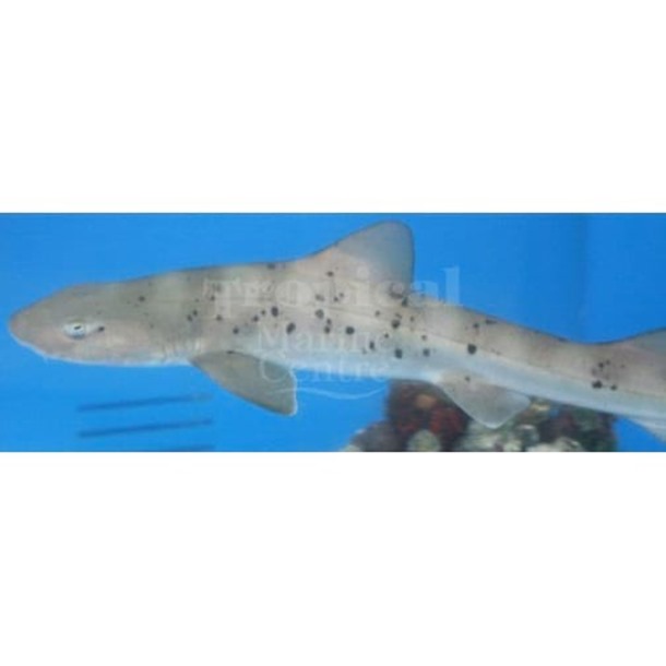 Leopard Shark