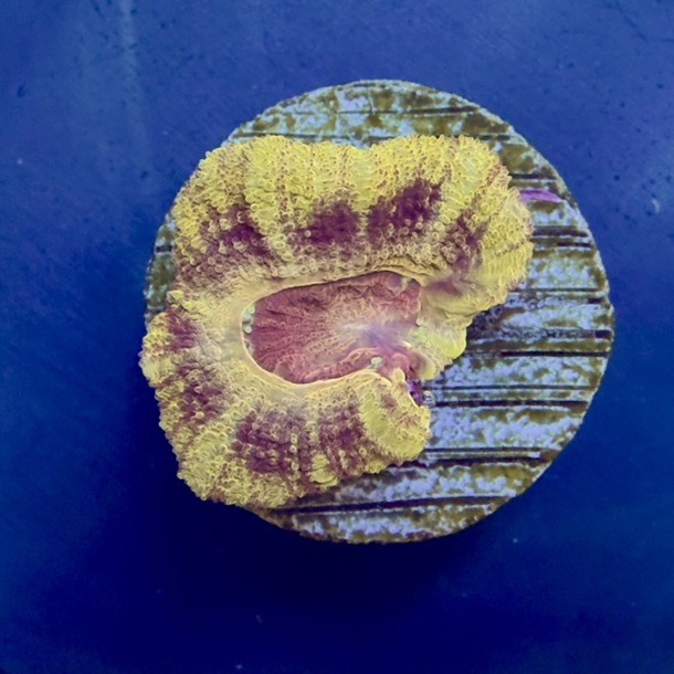 Iron Man Acan Frags
