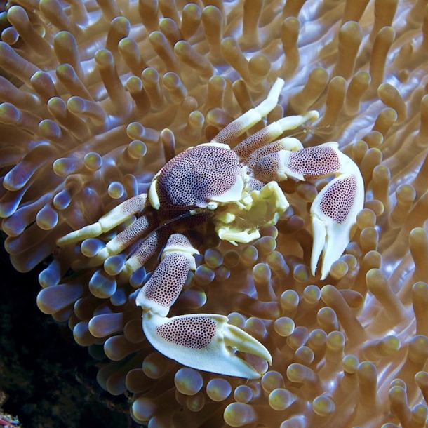 Pink Anemone Crab