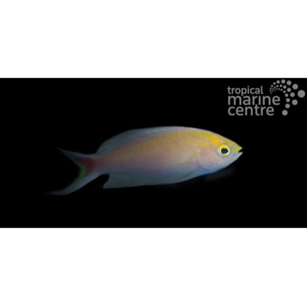 Diamond Anthias