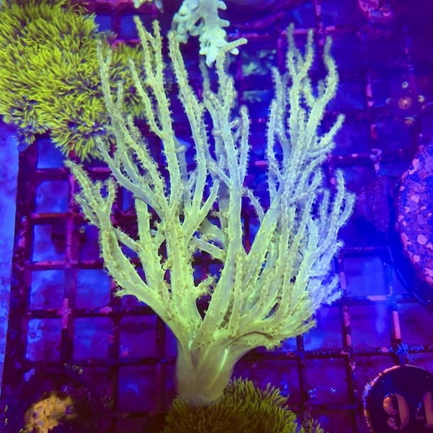 Green Finger Coral