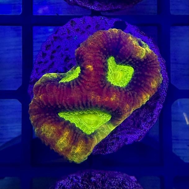 Dragon Soul Favia Frag