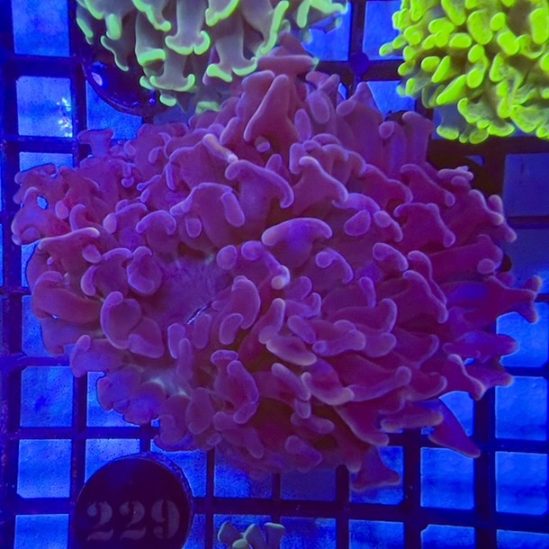 Black Gold Hammer Coral