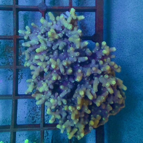 Branching Cyphastrea