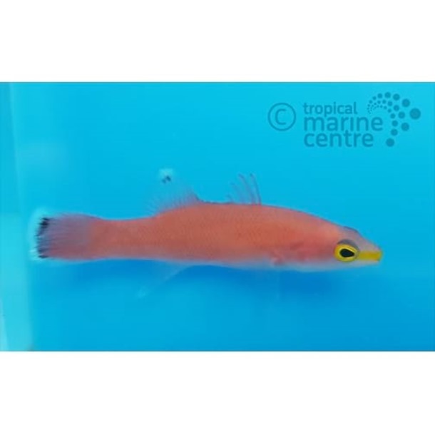 Cave Basslet