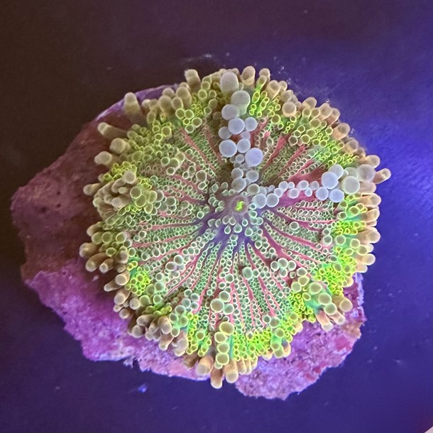 Rainbow Ricordea Mushroom 