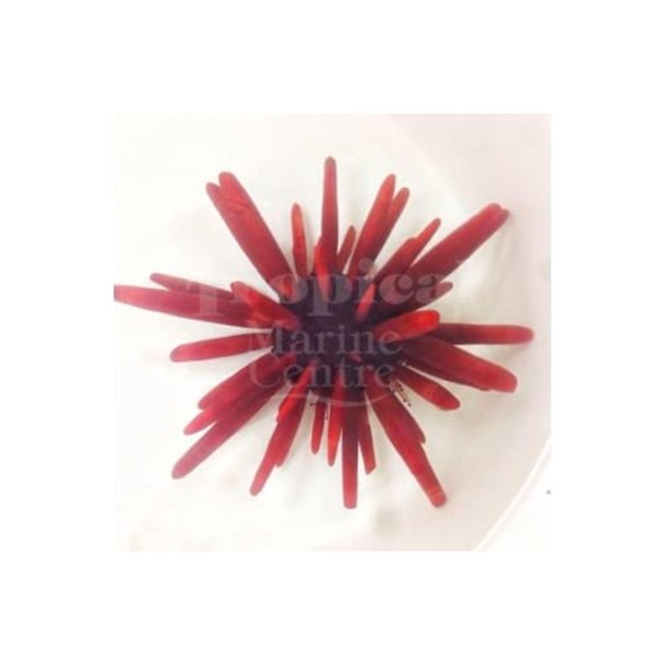 Red Pencil Urchin