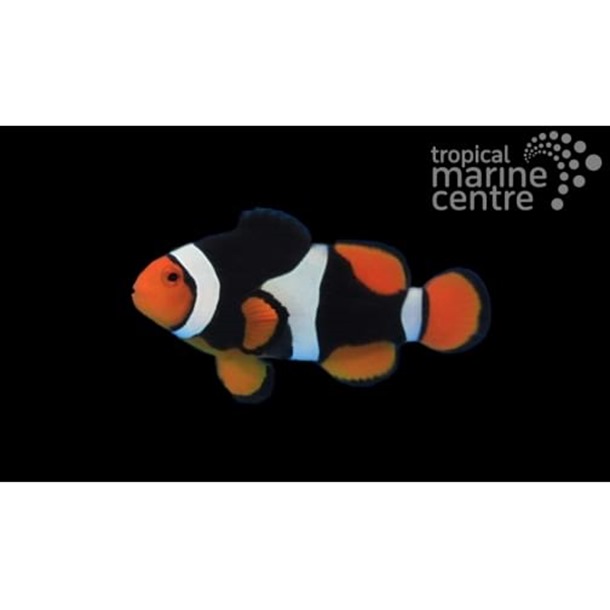 Onyx Clownfish