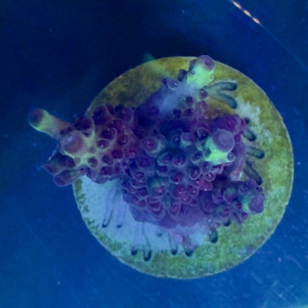Smurf Acro Frag