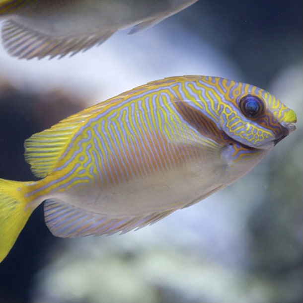 Orange Line Rabbitfish