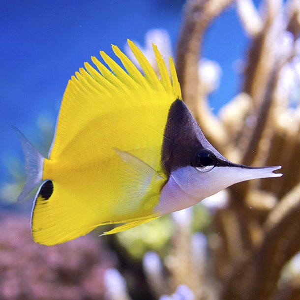 Longnose Butterflyfish