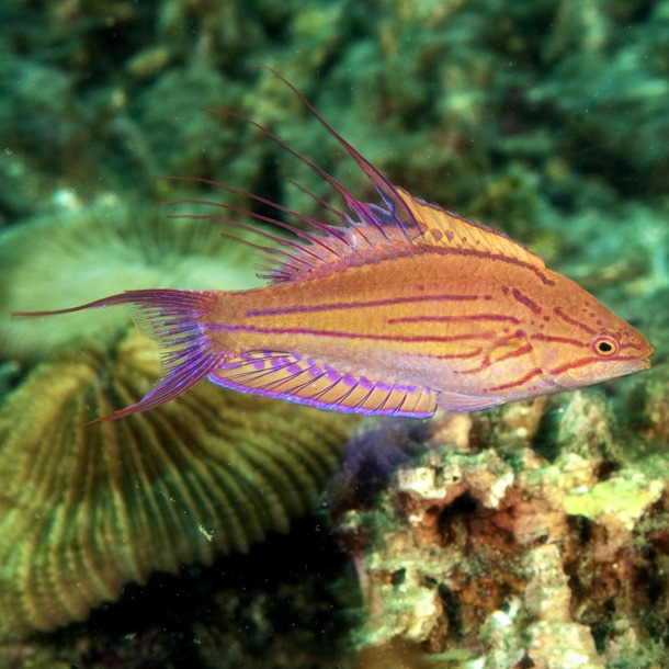 Filamented Flasher Wrasse