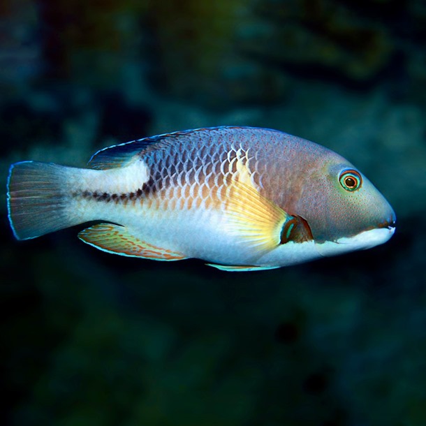 Orange Dotted Tuskfish