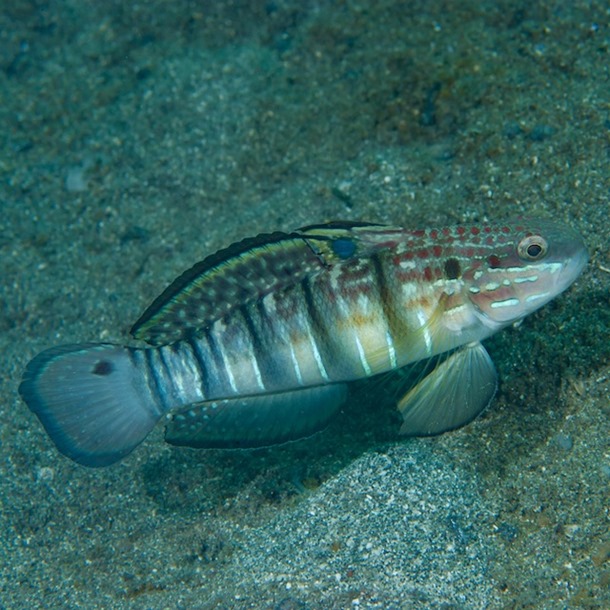 Banded Watchman Goby