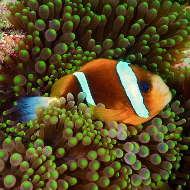 Barrier Reef Clarkii Clownfish