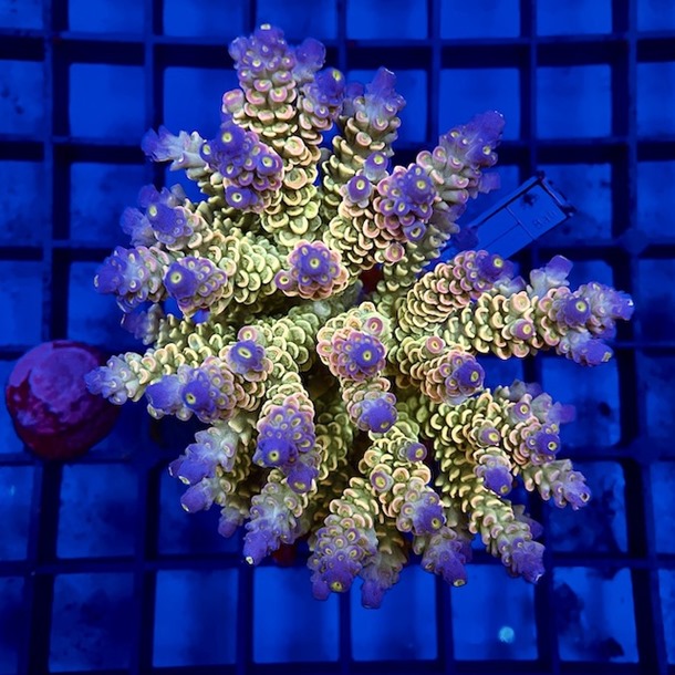 Ultra Acro Colony