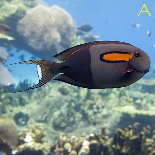 Orange Shoulder Tang