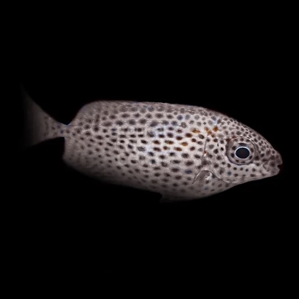 Maze Rabbitfish