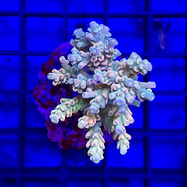 Acropora Colony