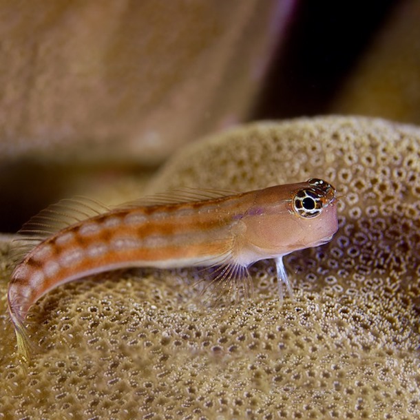 Comical Blenny