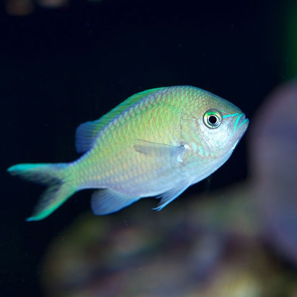 Green Chromis