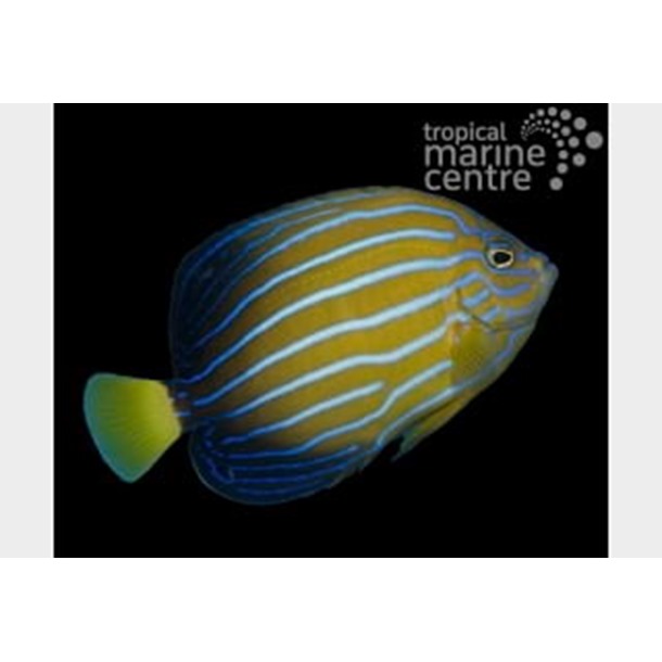 Chinese Blueline Angelfish