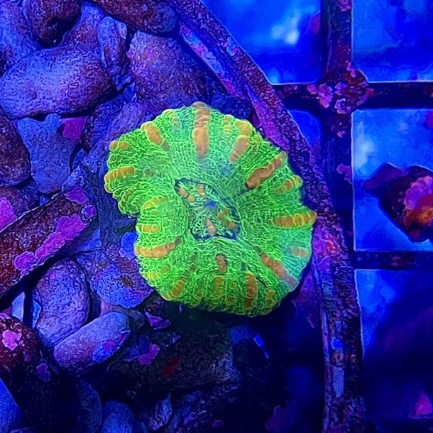 Mini Green Gold Stripe Scoly Coral