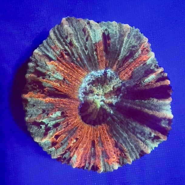 Rainbow Trachyphyllia