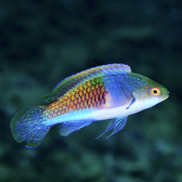 Bluehead Fairy Wrasse