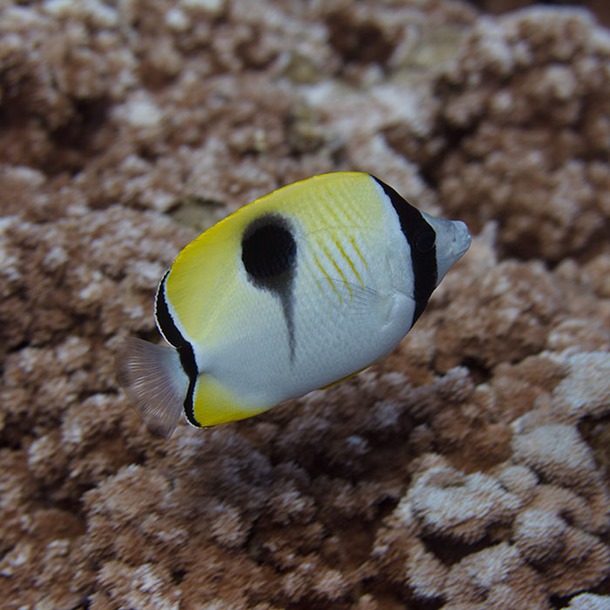 Teardrop Butterflyfish