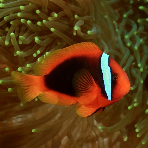 Red Tomato Clownfish