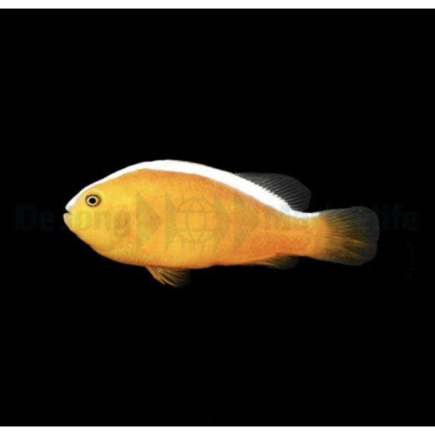 Orange Skunk Clownfish