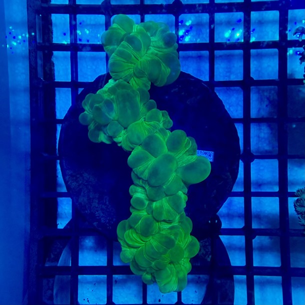 Green Fox Coral