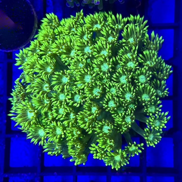 Ultra Green Goniopora