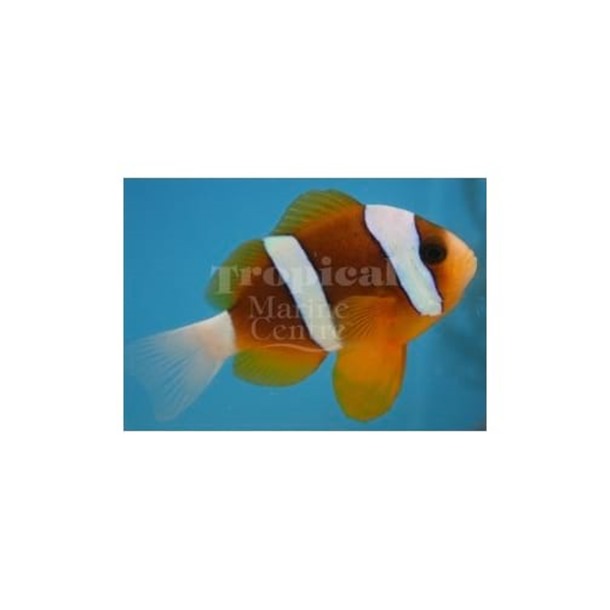 Barrier Reef Clarkii Clownfish