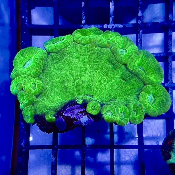 Prism Coral