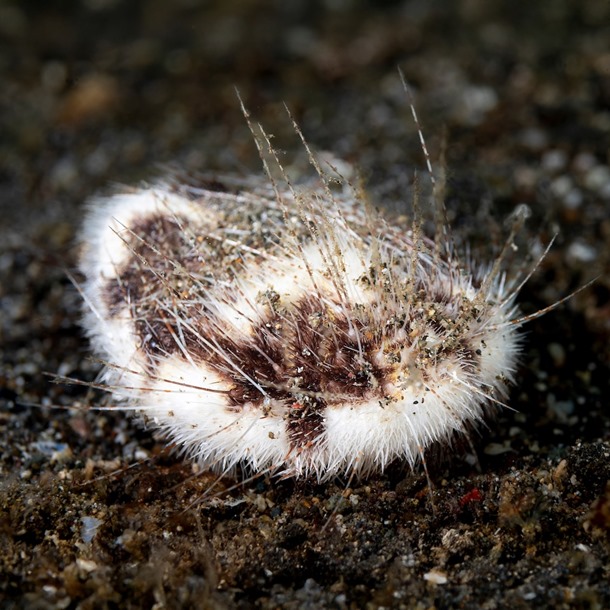 Mouse Urchin