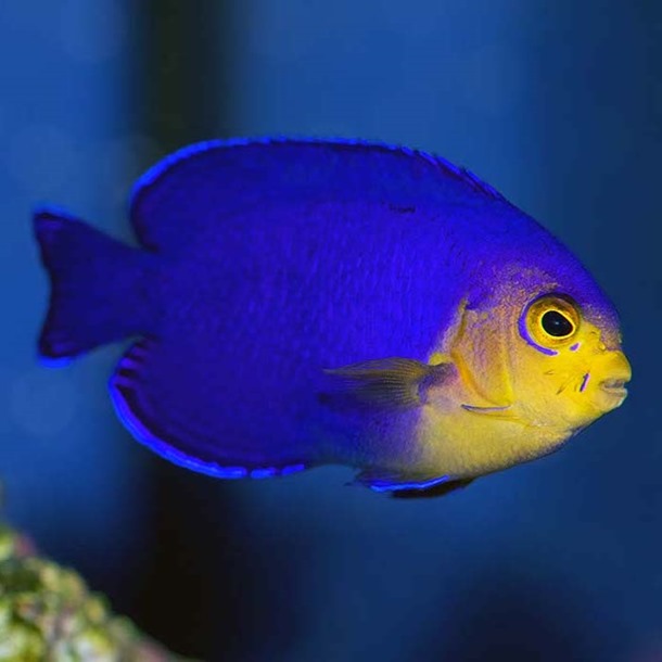 Cherub Dwarf Angel Fish