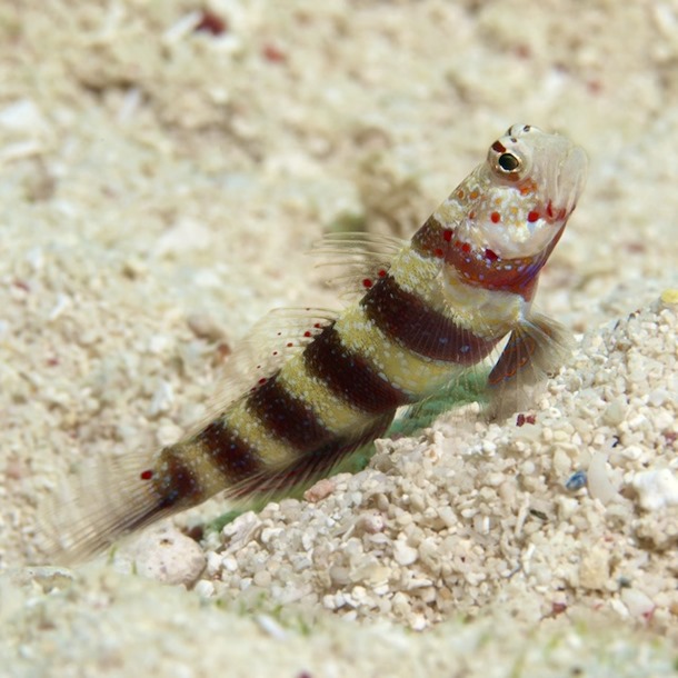 Red Banded Shrimp Goby