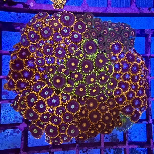 Enfys Zoa Colony