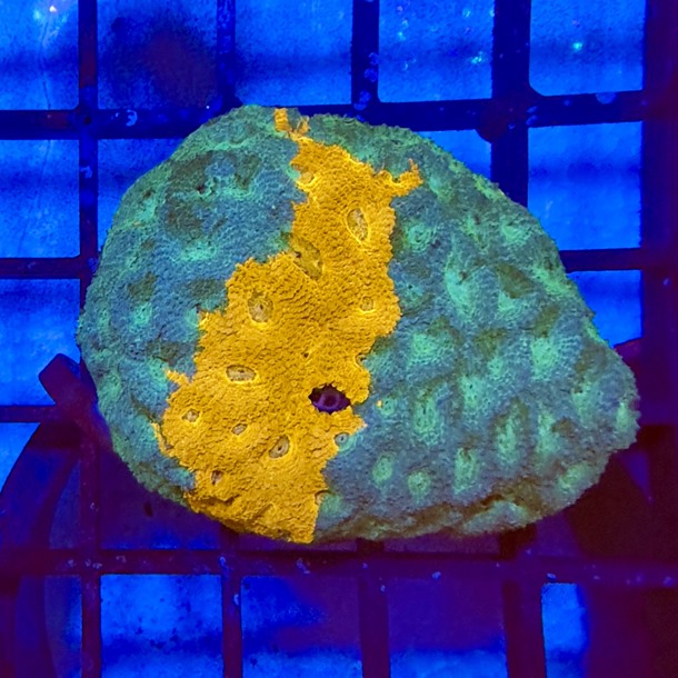 Bi Colour Favia Colony