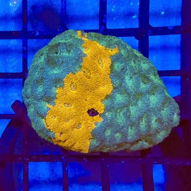 Bi Colour Favia Colony