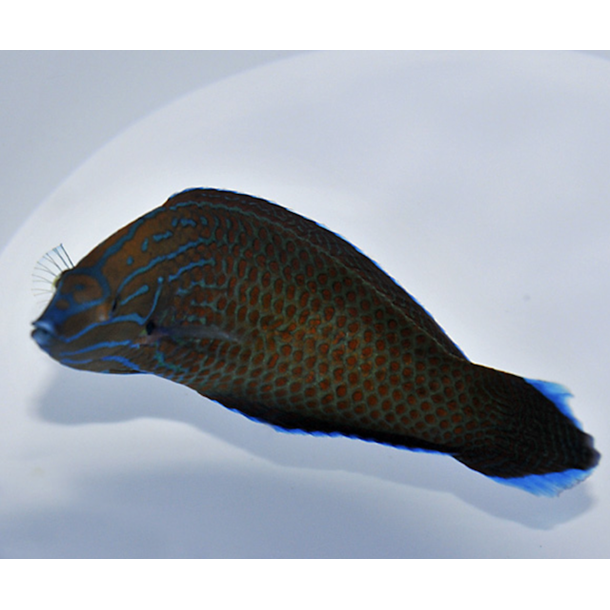 Grey Head Wrasse