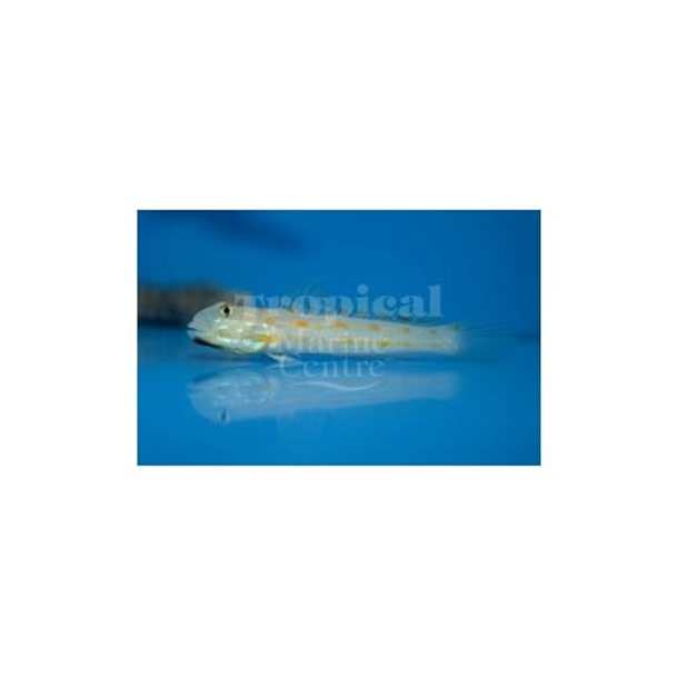 Orange Spot Sleeper Goby