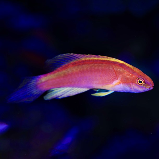 Rose Band Fairy Wrasse