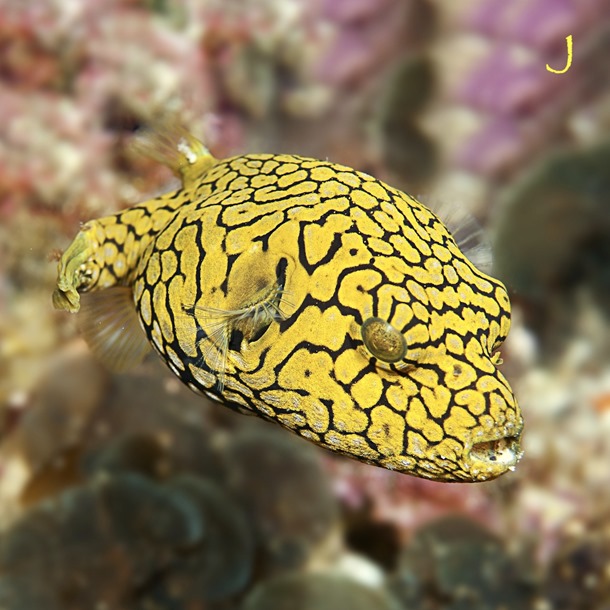 Scribbled Dogface Puffer